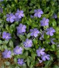 Vinca minor - Blaues Immergrn Pflanze