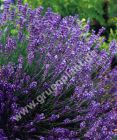 Lavandula angustifolia - Lavendel Pflanze