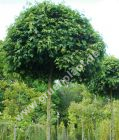 Acer campestre 'Nanum' - Kugel-Feldahorn Baum
