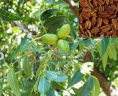 Carya illinoinensis - Pekannuss Baum