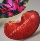 Malus domestica - Apfel Baum 'Baja Marisa'