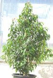 Prunus lusitanica 'Angustifolia' - Potugiesische Lorbeerkirsche Pflanze