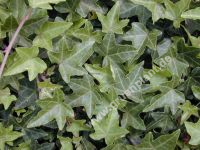 Hedera helix - Gemeiner Efeu Pflanze