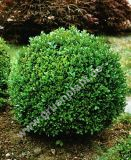 Buxus sempervirens - Buchsbaum-Kugel