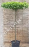 Carpinus betulus - Hainbuche - Dachform/Schirmform