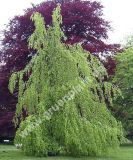 Fagus sylvatica 'Pendula' - Grner Hnge-Buchen Baum