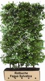 Fagus sylvatica - Rotbuche Hecke-/Pflanze-/Baum