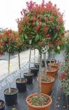 Photinia fraseri 'Red Robin' - Kugel-Glanzmispel Baum
