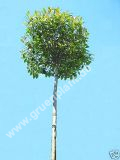Photinia fraseri 'Red Robin' - Kugel-Glanzmispel Baum