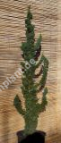 Chamaecyparis lawsoniana 'Wissel's Saguaro' - Scheinzypresse Baum