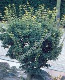 Acer palmatum 'Shishigashira' - Japanischer Lwenkopf-Ahorn Baum