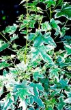 Liquidambar styraciflua 'Silver King' - Weissbunter Amberbaum