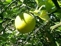 Poncirus trifoliata - Bitterzitrone / Dreiblttrige Orange Pflanze-/Baum