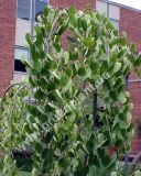 Cercidiphyllum japonicum 'Pendulum' - Hnge-Katsurabaum