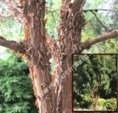Acer griseum - Zimt-Ahorn Baum