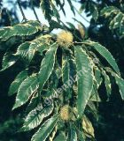 Castanea sativa 'Variegata' - Weissbunter Esskastanien/Maronen Baum