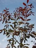 Juglans regia 'Purpurea' - Rotblttriger Walnussbaum