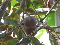 Juglans regia 'Purpurea' - Rotblttriger Walnussbaum
