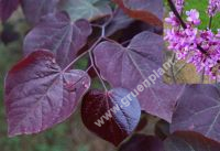 Cercis canadensis 'Forest Pansy' - Amerikanischer Judasbaum