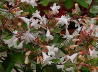 Abelia grandiflora - Groblumige Abelie Pflanze