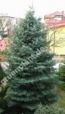 Abies concolor - Kolorado-Tannen Baum