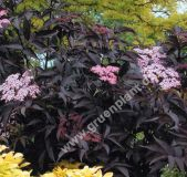 Sambucus nigra 'Black Beauty' - Rotblaubiger Holunder Pflanze