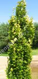Fagus sylvatica 'Dawyck' - Sulen-Buchen Baum