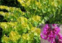 Cercis canadensis 'Hearth of Gold' - Gold Judasbaum