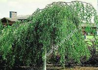 Betula pendula 'Youngii' - Hänge-Birken Baum