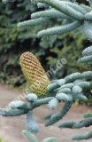 Abies procera 'Glauca' - Blauer-Silbertannen Baum