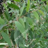 Eucalyptus pauciflora 'Mount Bogong' - Schnee Eukalyptus Baum