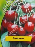 Prunus avium - Duo-Skirschen Baum 'Sunburst' und 'Hedelfinger Risenkirsche'