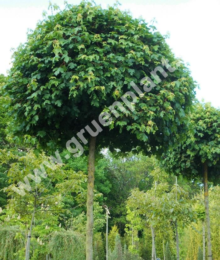 Acer Campestre Nanum Kugel Feldahorn Baum Www gruenplant de