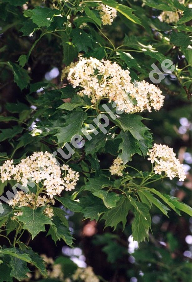 Sorbus torminalis Elsbeere Baum www.gruenplant.de