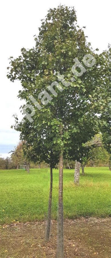 Sorbus torminalis - Elsbeere Baum