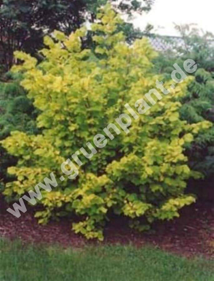 Corylus avellana 'Aurea' - Gold Haselnuss Pflanze-/Baum ...