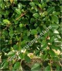 Cotoneaster radicans - Teppich-Zwergmispel Pflanze
