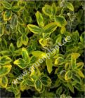 Euonymus Emerald`n Gold - Gelbbunte Kriechspindel Pflanze