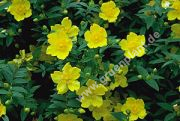 Hypericum calycinum - Johanniskraut Pflanze