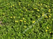 Waldsteinia ternata - Dreiblatt-Golderdbeere Pflanze