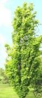 Fagus sylvatica 'Dawyck Gold' - Säulen-Goldbuchen Baum