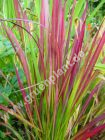 Imperata cylindrica 'Red Baron' - Japanisches Blutgras