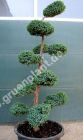 Juniperus squamata 'Blue Carpet' - Wacholder-Bonsai