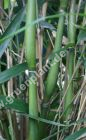 Pseudosasa japonica - Pfeil-Bambus Pflanze