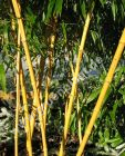 Phyllostachys aureosulcata 'Aureocaulis' - Goldrohr-Bambus Pflanze