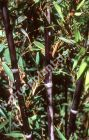 Phyllostachys nigra - Schwarzrohr-Bambus Pflanze