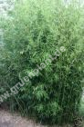Phyllostachys humilis - Bronze-Bambus Pflanze