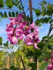 Robinia margaretta 'Casque Rouge' - Rotblhender Akazien Baum