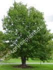 Acer pseudoplatanus - Bergahorn Baum