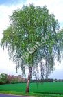 Betula pendula - Sand-/Weissbirken Baum